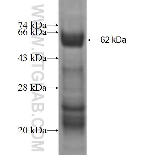 BCL7C fusion protein Ag2022 SDS-PAGE