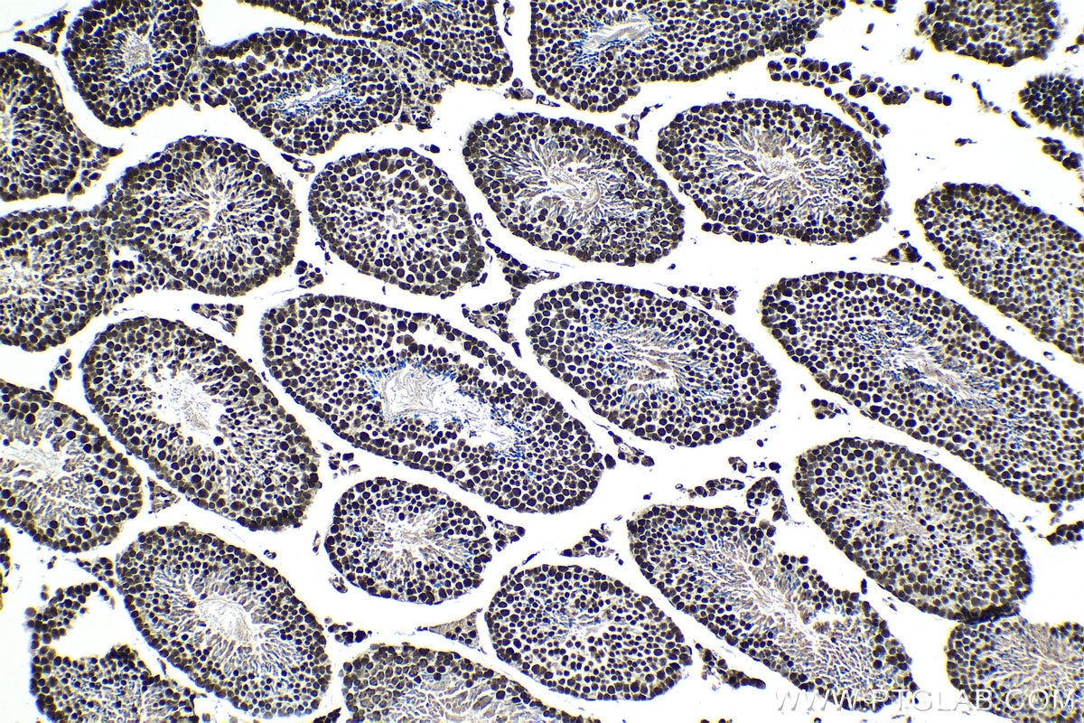 Immunohistochemistry (IHC) staining of mouse testis tissue using BCLAF1 Polyclonal antibody (26809-1-AP)