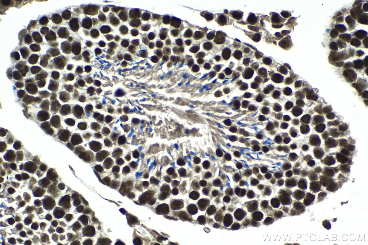 Immunohistochemistry (IHC) staining of mouse testis tissue using BCLAF1 Polyclonal antibody (26809-1-AP)