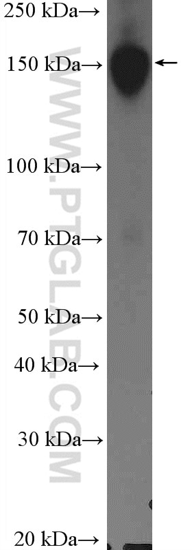 Western Blot (WB) analysis of Jurkat cells using BCLAF1 Polyclonal antibody (26809-1-AP)