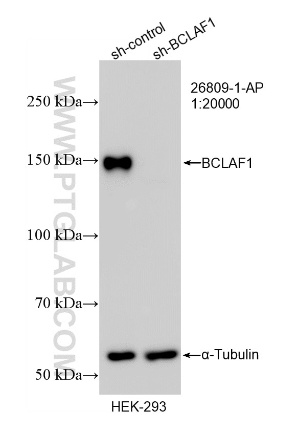 WB result of BCLAF1 antibody (26809-1-AP; 1:20000; incubated at room temperature for 1.5 hours) with sh-Control and sh-BCLAF1 transfected HEK-293 cells. Western Blot (WB) analysis of HEK-293 cells using BCLAF1 Polyclonal antibody (26809-1-AP)
