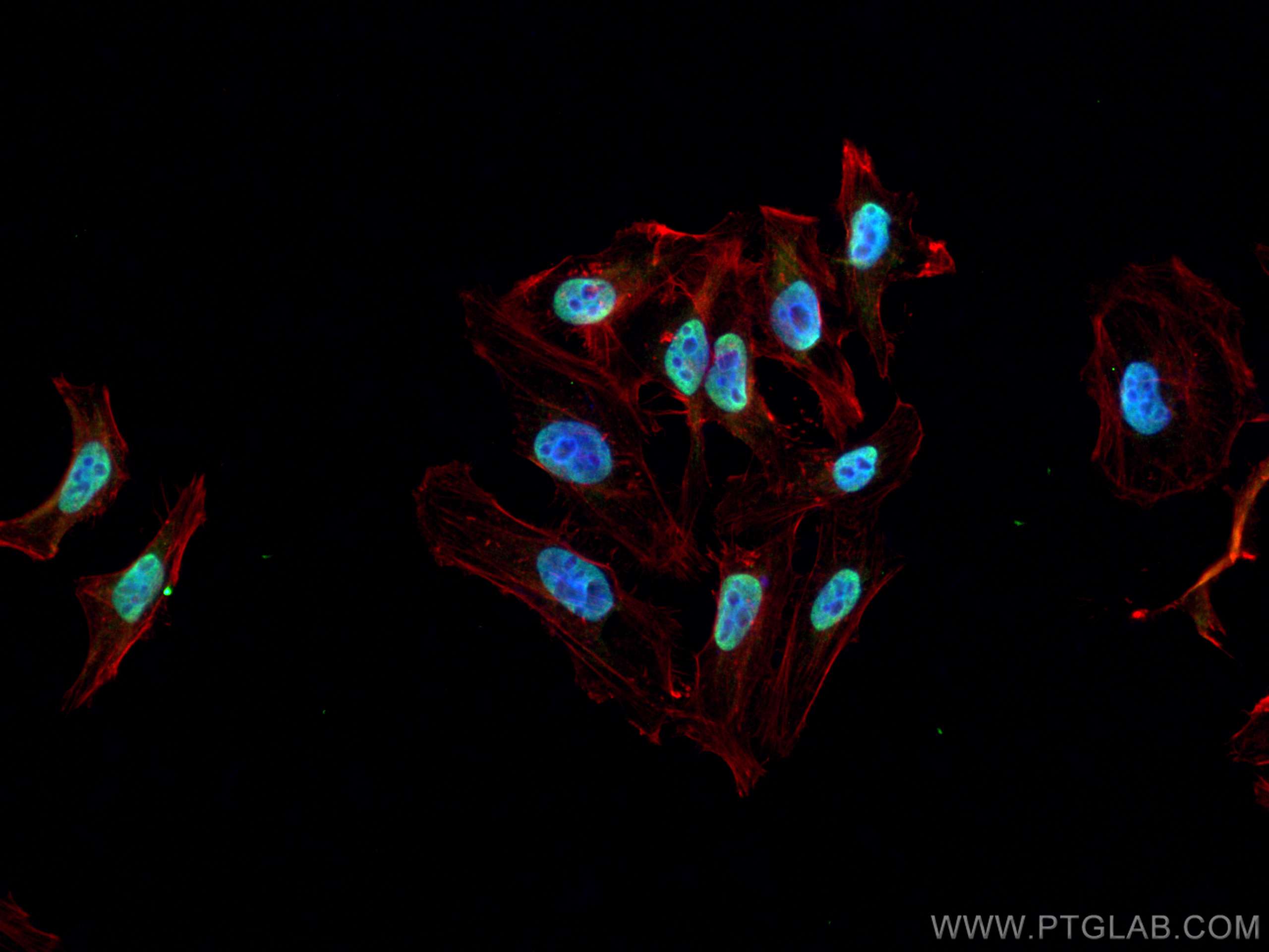 Immunofluorescence (IF) / fluorescent staining of HepG2 cells using BCLAF1 Monoclonal antibody (67860-1-Ig)