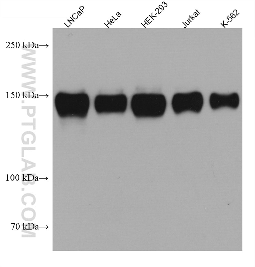 Western Blot (WB) analysis of various lysates using BCLAF1 Monoclonal antibody (67860-1-Ig)