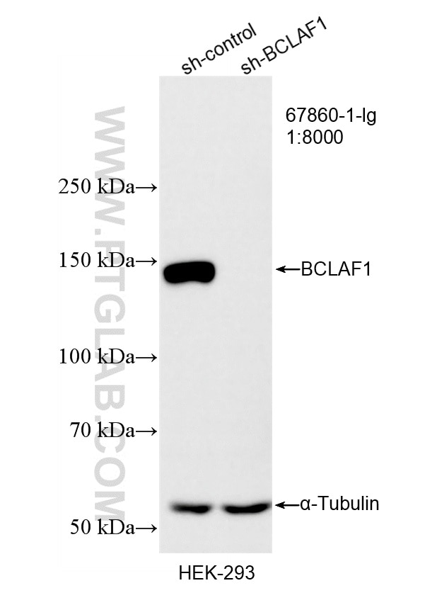 WB result of BCLAF1 antibody (67860-1-Ig; 1:8000; incubated at room temperature for 1.5 hours) with sh-Control and sh-BCLAF1 transfected HEK-293 cells. Western Blot (WB) analysis of HEK-293 cells using BCLAF1 Monoclonal antibody (67860-1-Ig)