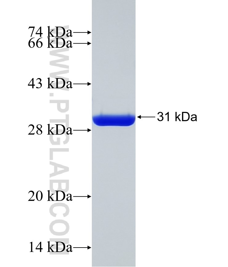 BCLAF1 fusion protein Ag25210 SDS-PAGE