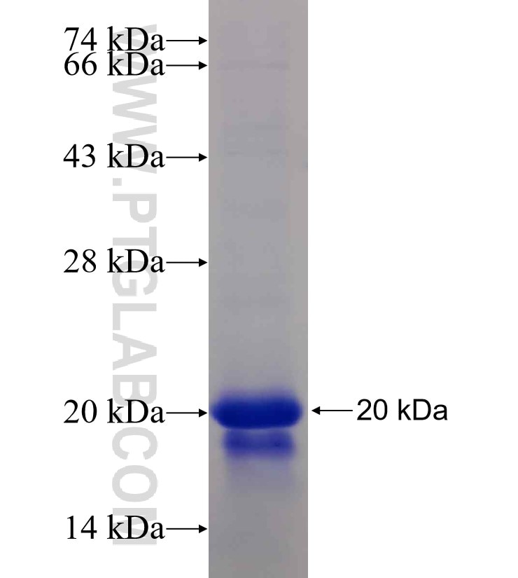 BCLAF1 fusion protein Ag25228 SDS-PAGE