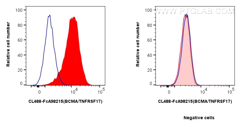 FC experiment of U266 using CL488-FcA98215 Flow cytometry (FC) experiment of U266 cells using FcZero-rAb® CoraLite® Plus 488 Anti-Human BCMA/TNF (CL488-FcA98215)