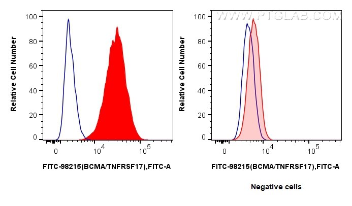 1x10^6 U266 cells (left) or HEK-293T cells (right) were surface stained with 5 ul FITC Plus Anti-Human BCMA/TNFRSF17 Rabbit RecAb (FITC-98215, Clone:241731A11) (red) or FITC Plus Rabbit IgG Isotype Control RecAb (FITC-98136, Clone: 240953C9) (blue). Cells were not fixed. Flow cytometry (FC) experiment of U266 cells using FITC Plus Anti-Human BCMA/TNFRSF17 Rabbit Recombin (FITC-98215)