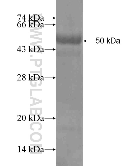 BCMO1 fusion protein Ag19732 SDS-PAGE