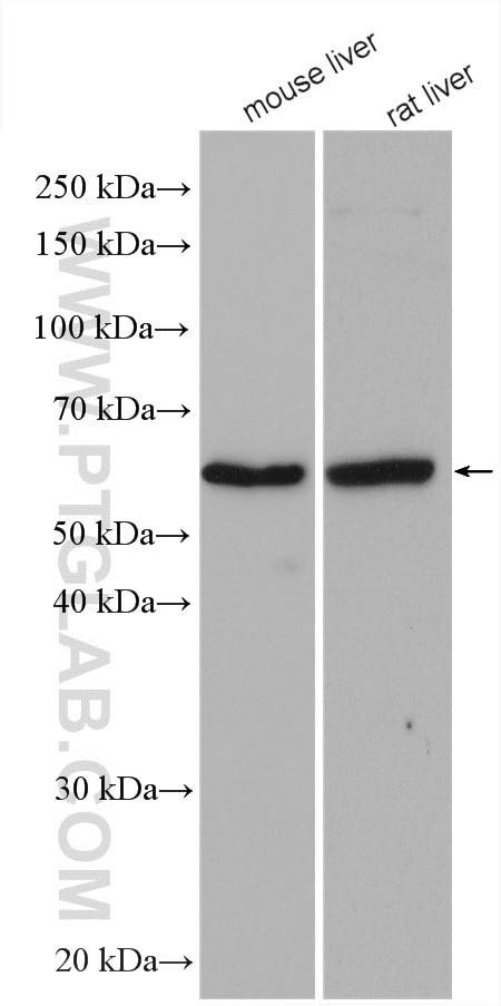 Western Blot (WB) analysis of various lysates using BCO2 Polyclonal antibody (14324-1-AP)