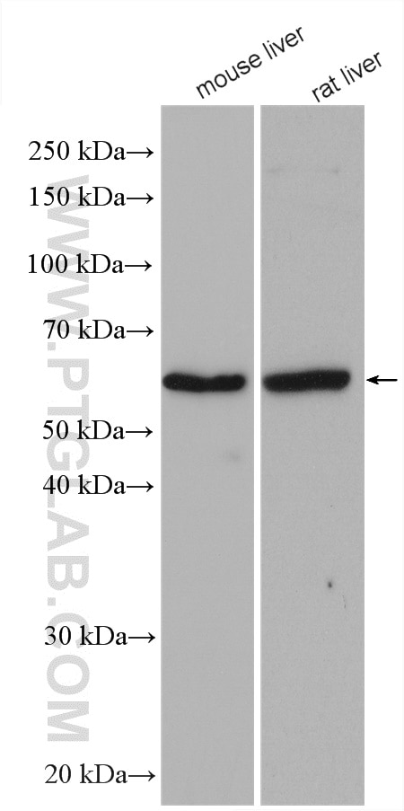 WB analysis using 14324-1-AP