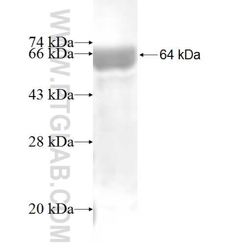 BCO2 fusion protein Ag5590 SDS-PAGE