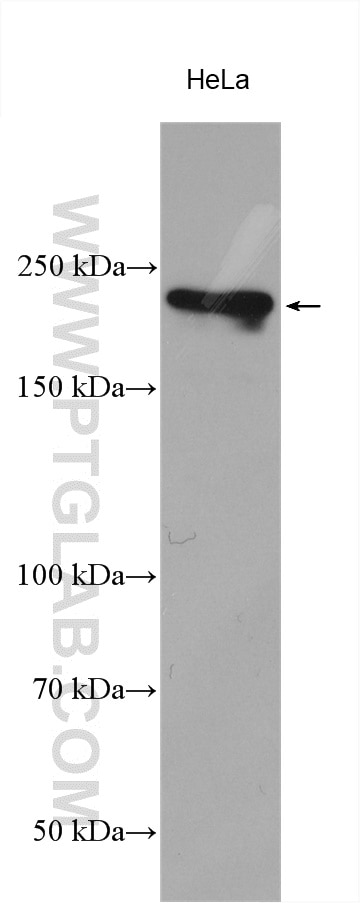 Western Blot (WB) analysis of various lysates using BCOR Polyclonal antibody (12107-1-AP)