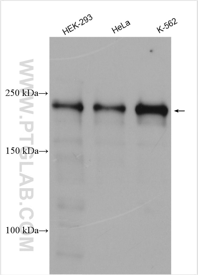 Western Blot (WB) analysis of various lysates using BCOR Polyclonal antibody (12107-1-AP)