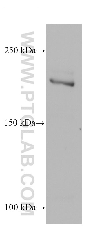 Western Blot (WB) analysis of SW480 cells using BCOR Monoclonal antibody (68611-1-Ig)