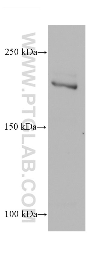 WB analysis of SW480 using 68611-1-Ig