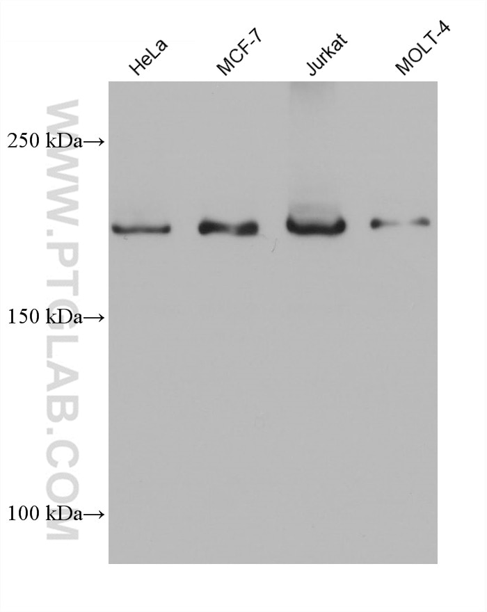 Western Blot (WB) analysis of various lysates using BCOR Monoclonal antibody (68611-1-Ig)