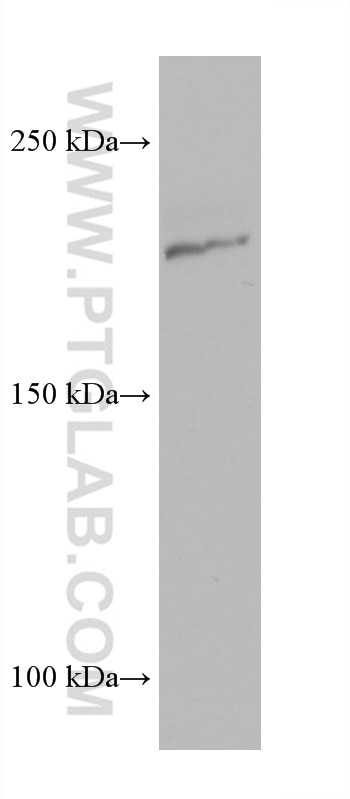 Western Blot (WB) analysis of RAW 264.7 cells using BCOR Monoclonal antibody (68611-1-Ig)