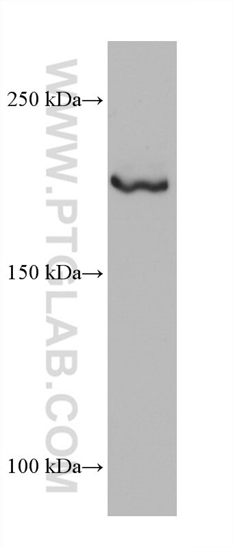 Western Blot (WB) analysis of HEK-293 cells using BCOR Monoclonal antibody (68611-1-Ig)