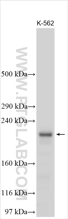 Western Blot (WB) analysis of various lysates using BCORL1 Polyclonal antibody (24315-1-AP)