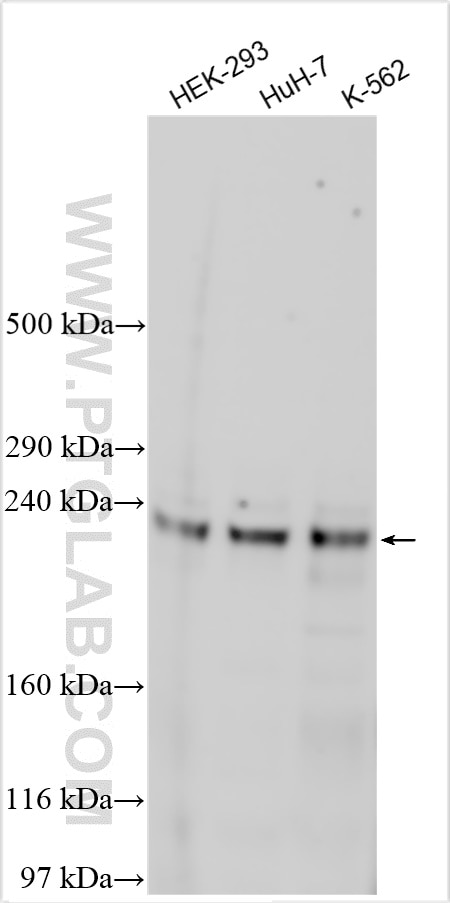 Western Blot (WB) analysis of various lysates using BCORL1 Polyclonal antibody (24315-1-AP)