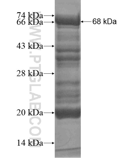 BCORL1 fusion protein Ag19522 SDS-PAGE