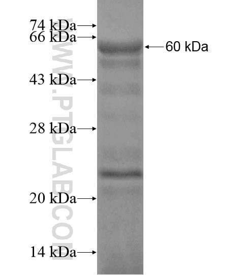 BCORL1 fusion protein Ag19674 SDS-PAGE