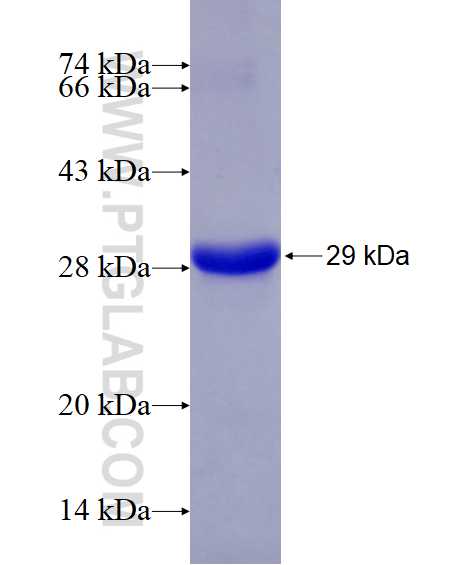 BCR fusion protein Ag28953 SDS-PAGE