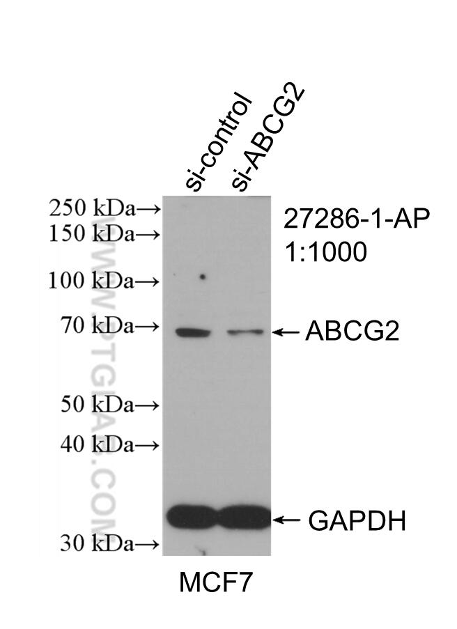 Western Blot (WB) analysis of MCF-7 cells using BCRP,ABCG2 Polyclonal antibody (27286-1-AP)