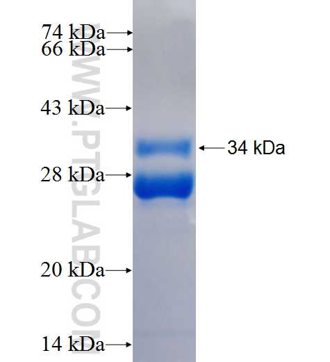 BCRP,ABCG2 fusion protein Ag25911 SDS-PAGE