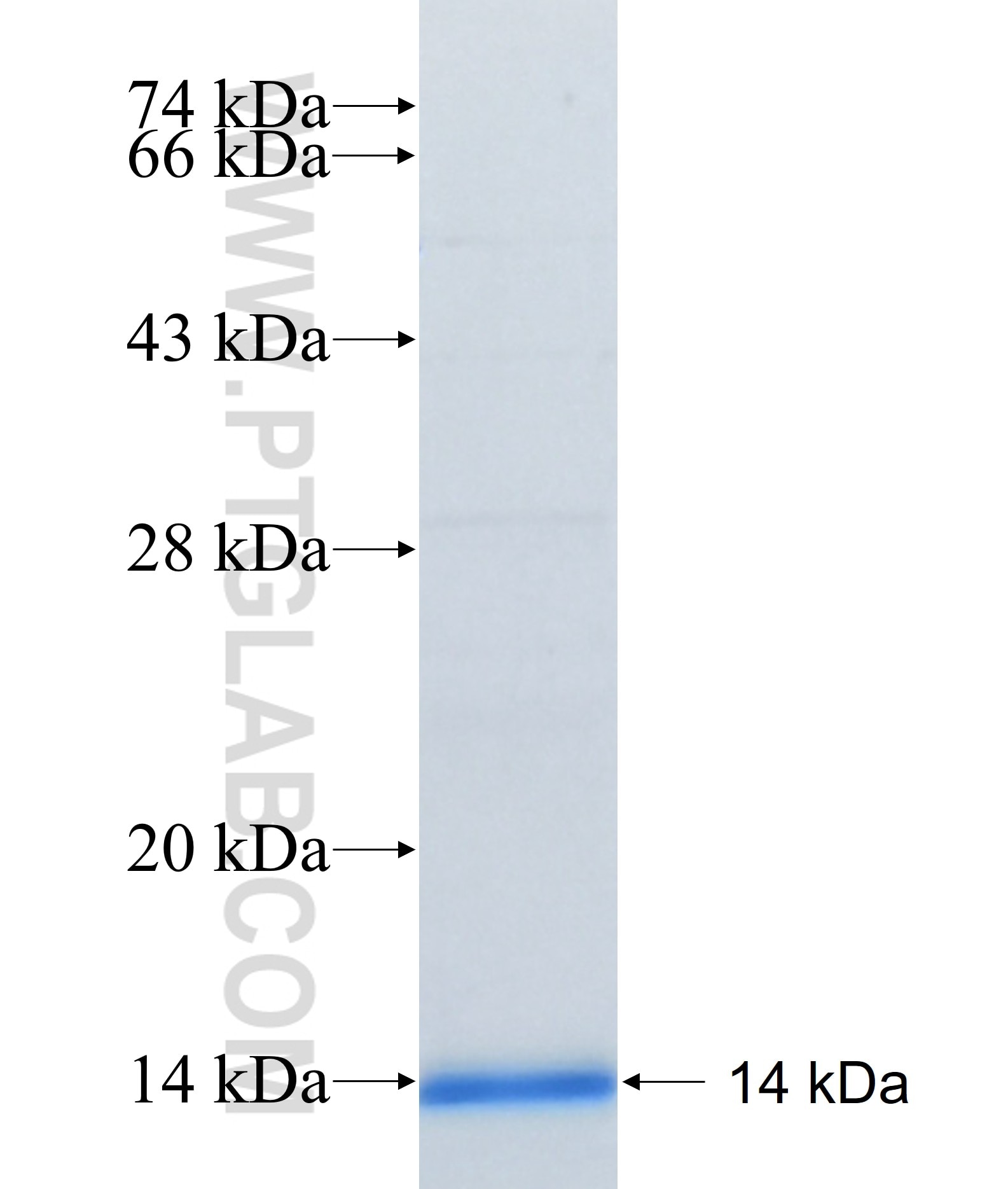 BCRP,ABCG2 fusion protein Ag28371 SDS-PAGE BCRP,ABCG2 fusion protein Ag28371 SDS-PAGE