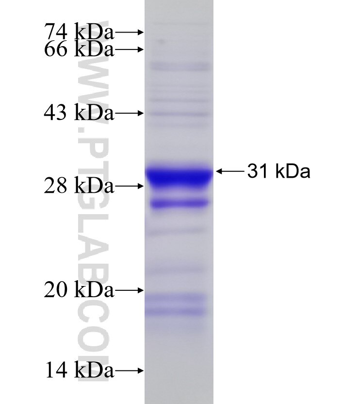 BCRP,ABCG2 fusion protein Ag0005 SDS-PAGE