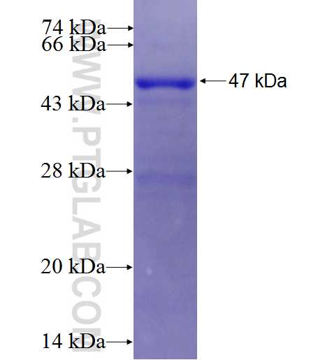 BCRP,ABCG2 fusion protein Ag0223 SDS-PAGE