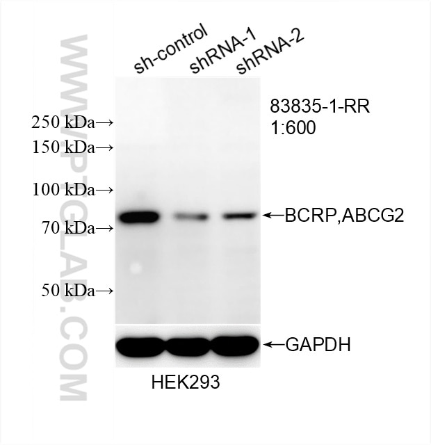 Western Blot (WB) analysis of HEK-293 cells using BCRP/ABCG2 Recombinant antibody (83835-1-RR)