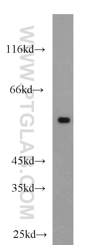 Western Blot (WB) analysis of mouse kidney tissue using BCS1L Polyclonal antibody (10175-2-AP)