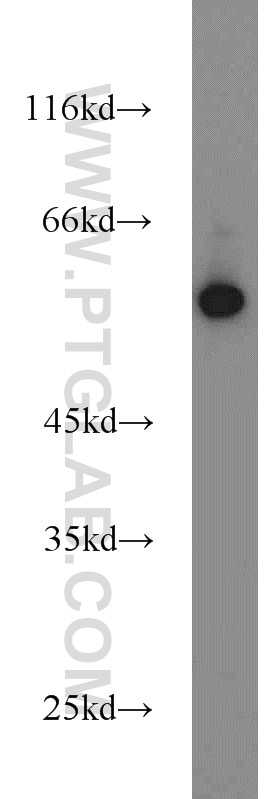 Western Blot (WB) analysis of mouse small intestine tissue using BCS1L Polyclonal antibody (10175-2-AP)