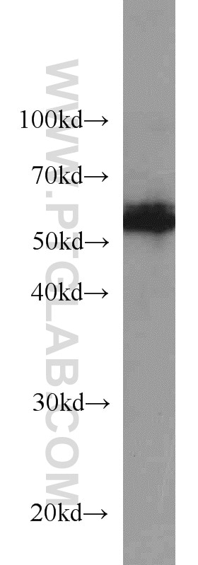 Western Blot (WB) analysis of mouse skeletal muscle tissue using BCS1L Polyclonal antibody (10175-2-AP)