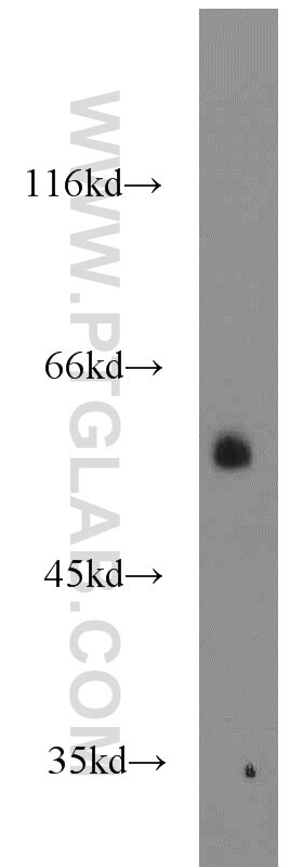 Western Blot (WB) analysis of rat liver tissue using BCS1L Polyclonal antibody (10175-2-AP)