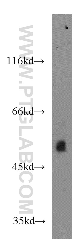 Western Blot (WB) analysis of mouse liver tissue using BCS1L Polyclonal antibody (10175-2-AP)