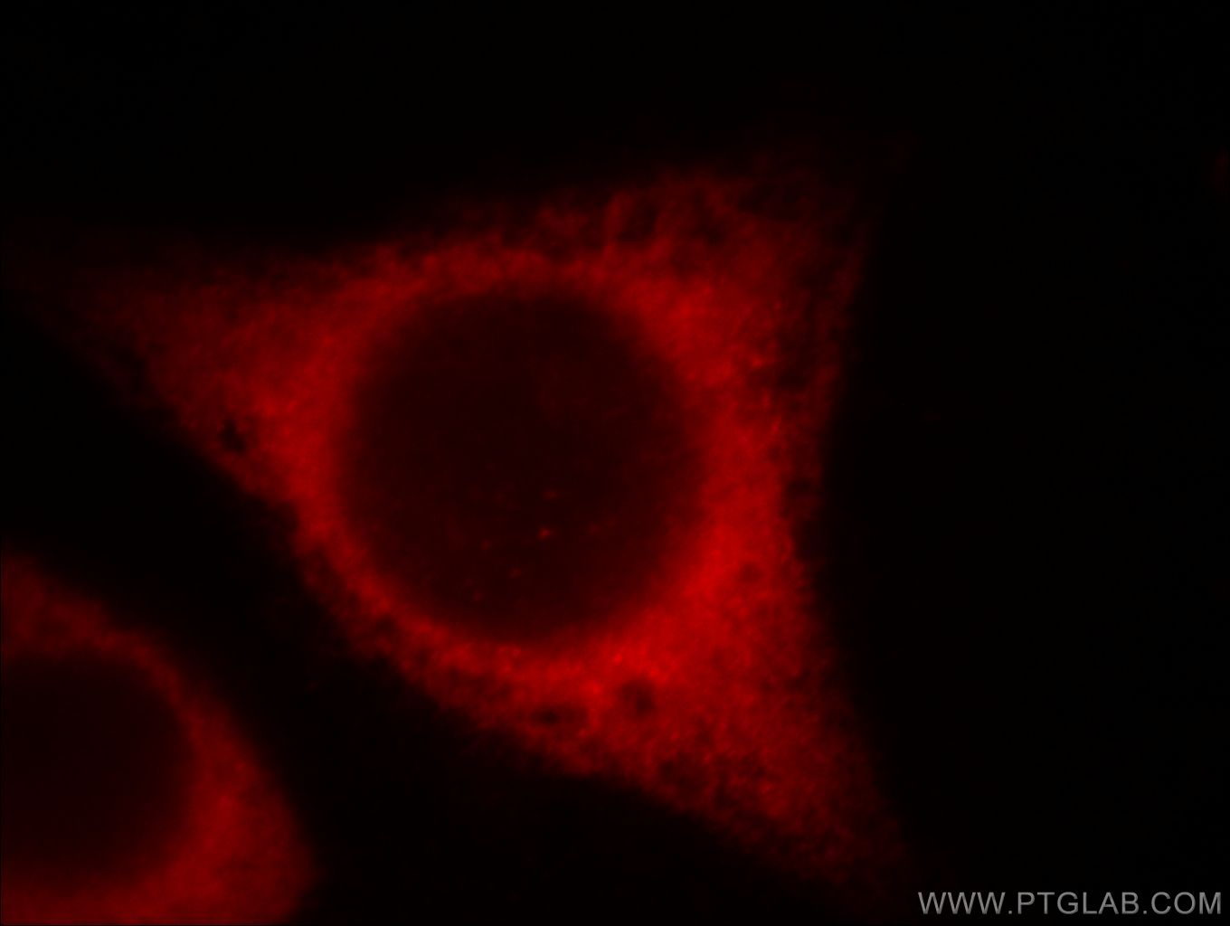 Immunofluorescence (IF) / fluorescent staining of MCF-7 cells using BCS1L Monoclonal antibody (60212-1-Ig)