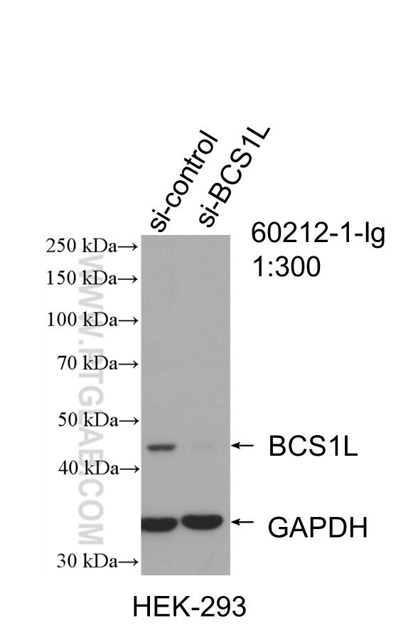 Western Blot (WB) analysis of HEK-293 cells using BCS1L Monoclonal antibody (60212-1-Ig)
