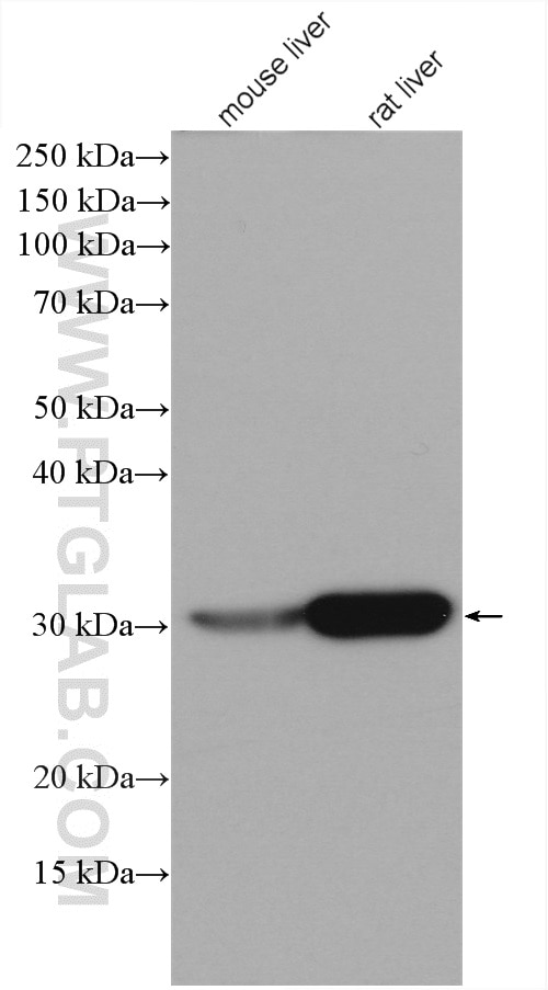 Western Blot (WB) analysis of various lysates using BDH1 Polyclonal antibody (15417-1-AP)