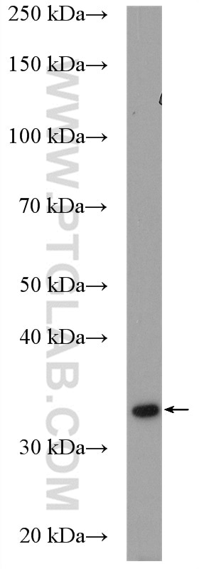 WB analysis of HT-29 using 15417-1-AP