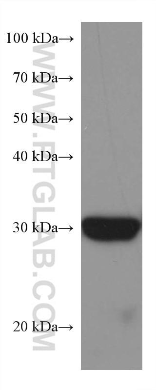 WB analysis of pig liver using 67448-1-Ig