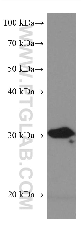 Western Blot (WB) analysis of HSC-T6 cells using BDH1 Monoclonal antibody (67448-1-Ig)