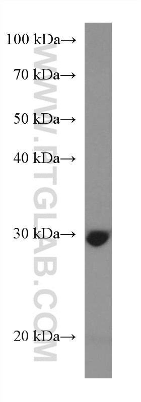 Western Blot (WB) analysis of HepG2 cells using BDH1 Monoclonal antibody (67448-1-Ig)