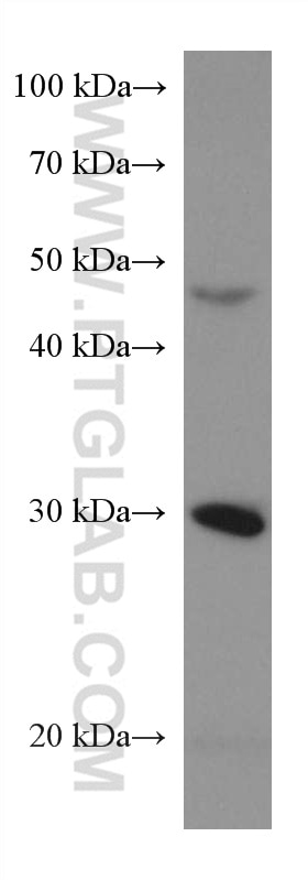 WB analysis of HT-29 using 67448-1-Ig