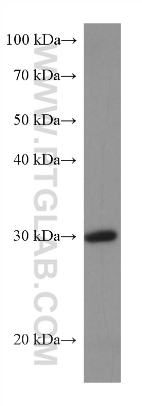 Western Blot (WB) analysis of COLO 320 cells using BDH1 Monoclonal antibody (67448-1-Ig)