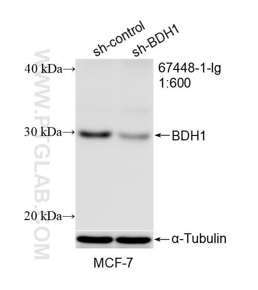 Western Blot (WB) analysis of MCF-7 cells using BDH1 Monoclonal antibody (67448-1-Ig)