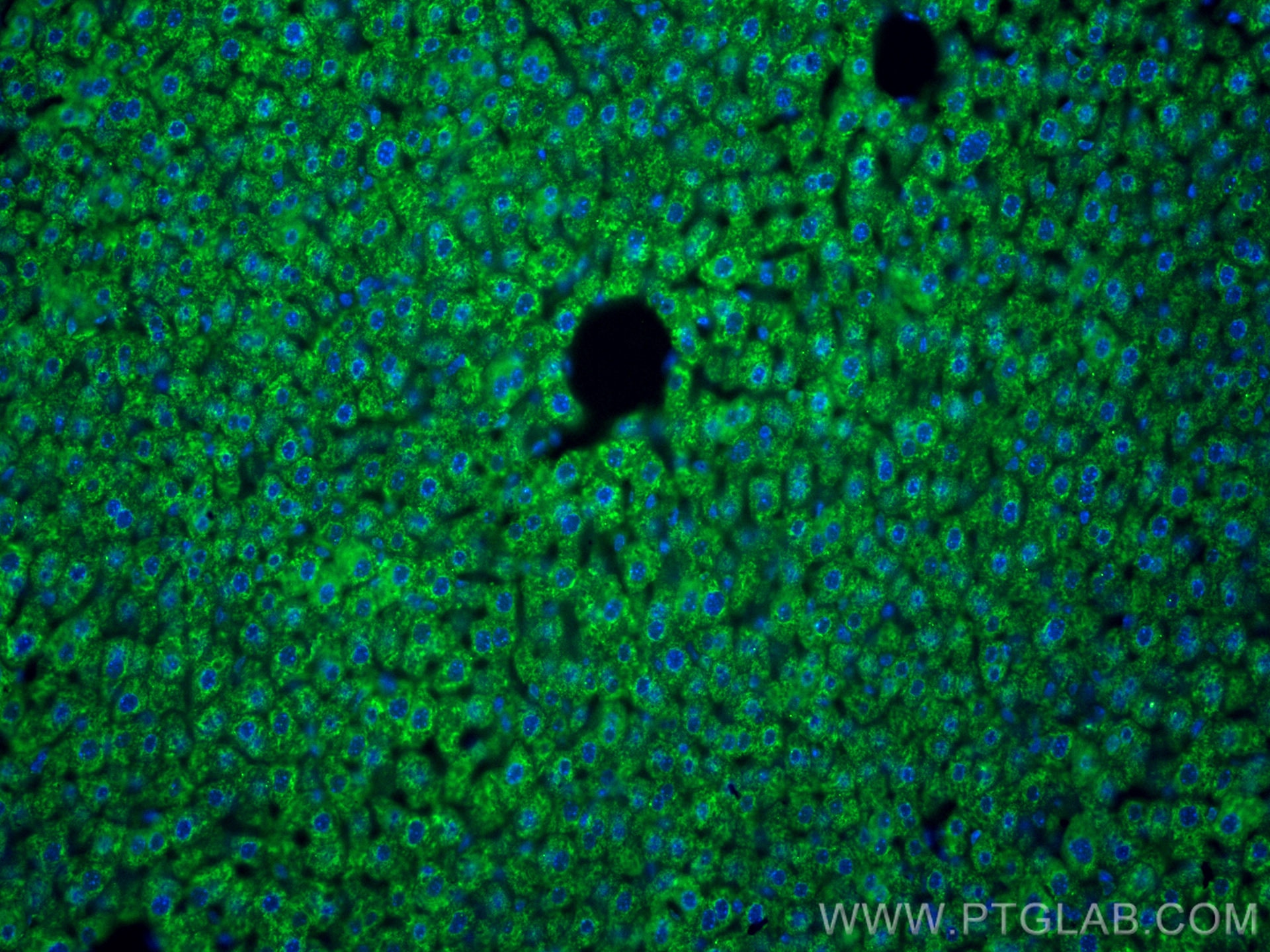 Immunofluorescence (IF) / fluorescent staining of mouse liver tissue using CoraLite® Plus 488-conjugated BDH1 Monoclonal anti (CL488-67448)
